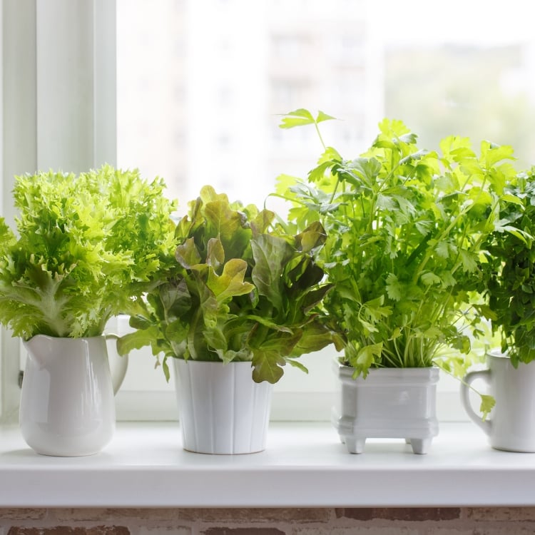 kitchen herb garden