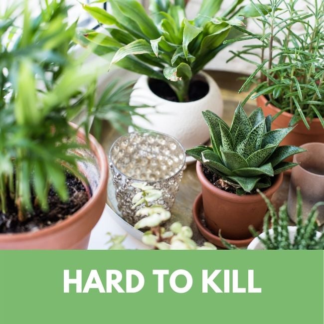 Celebrate Sunny Days With Succulents