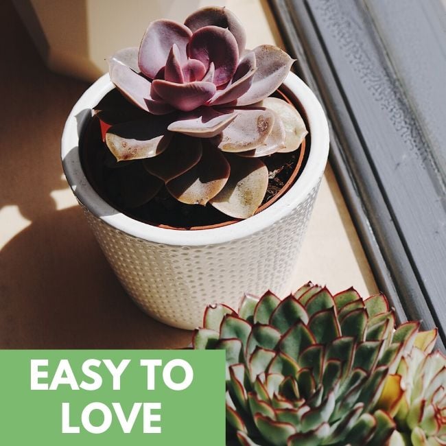 Celebrate Sunny Days With Succulents