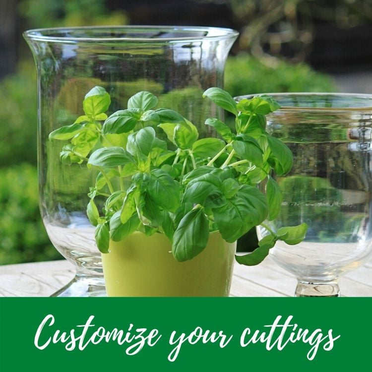 Make it a Green Spring in Your Kitchen!