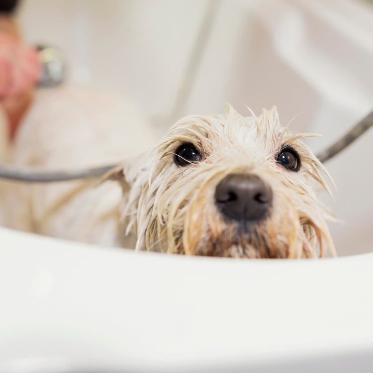 dog bath